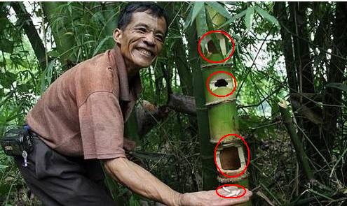 这些美味的虫子你敢吃吗,盘点可以吃的虫子