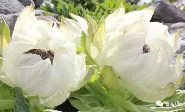 雪莲贴真能排出脏东西吗,雪莲贴真的能排身体内的毒吗