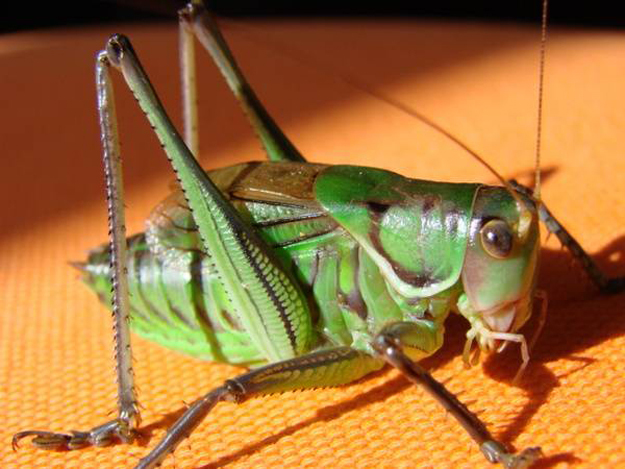 常见的大虫子科普,盘点那些你没见过的虫子