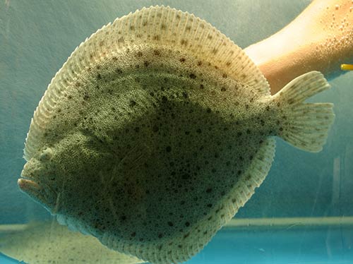 中国人经常吃的海鱼,中国人一般常吃的鱼