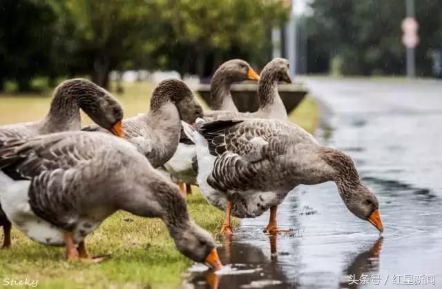 宁波诺丁汉大学2+2的学费,宁波诺丁汉大学英国2年学费