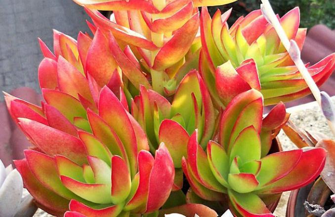 最值得买的多肉品种,包邮最漂亮多肉