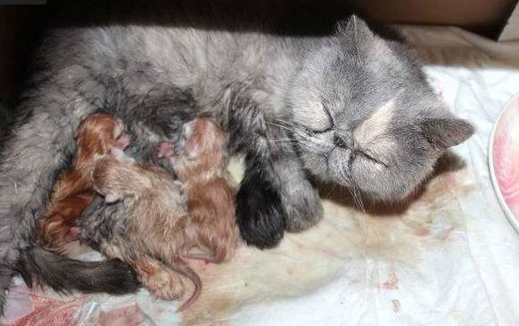 猫咪怀孕期间,这些事情你必须要知道!