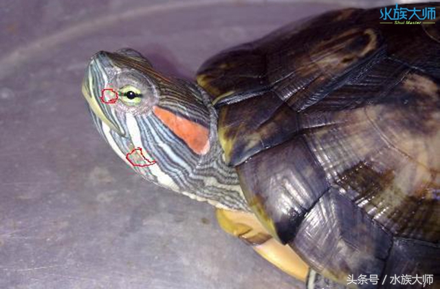 龟的头上长白色分泌物是什么病,龟的头部有小肉粒怎么治疗