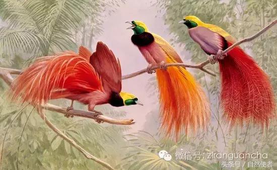 大卫爱登堡2024,美得令人窒息英文