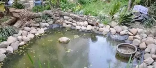 不养龟怎么知道养龟人的乐趣,你没养过狗永远不知道养狗的快乐