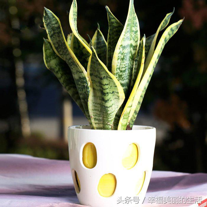 虎尾兰的栽培方法和注意事项,虎尾兰的种植方法