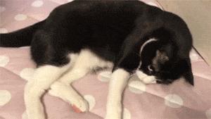 猫咪笑起来真的有多可怕,猫笑起来多可怕