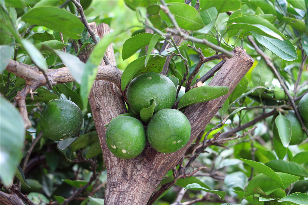 品农家菜肴田园生活,嘉兴南北湖农家乐推荐