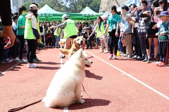 怎么训练狗狗找东西的游戏,怎么教会狗狗玩狗狗游戏