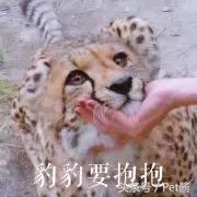 遇到野生豹怎么办,面对野生猎豹