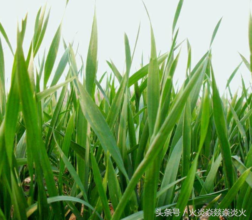 小麦怎样包衣,小麦如何包衣