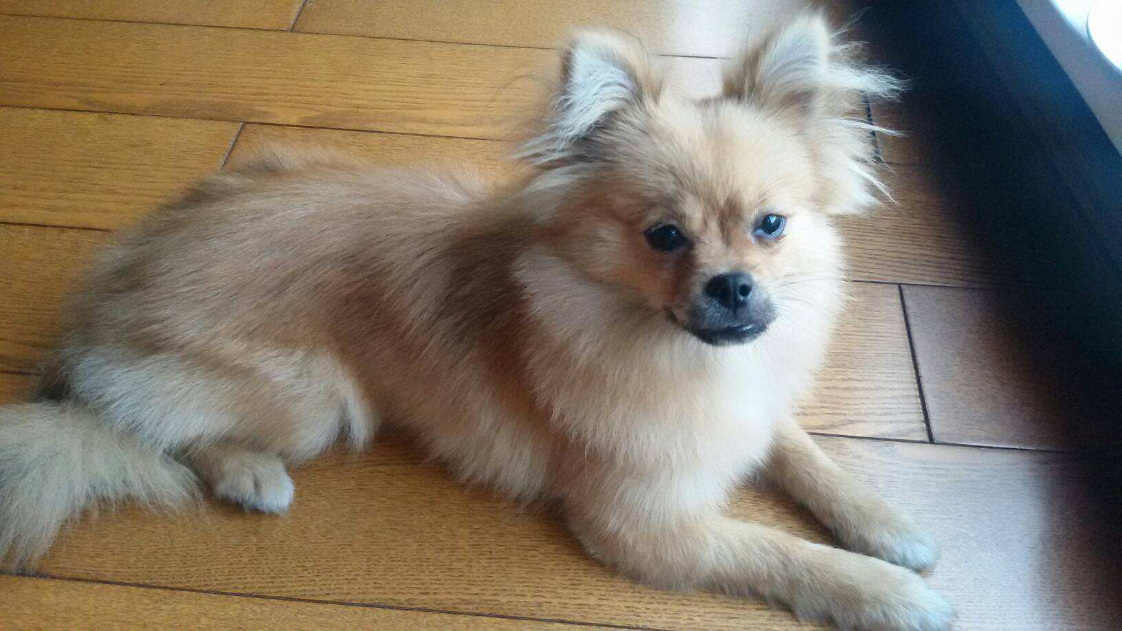 狗狗犬种,狗狗犬种大全