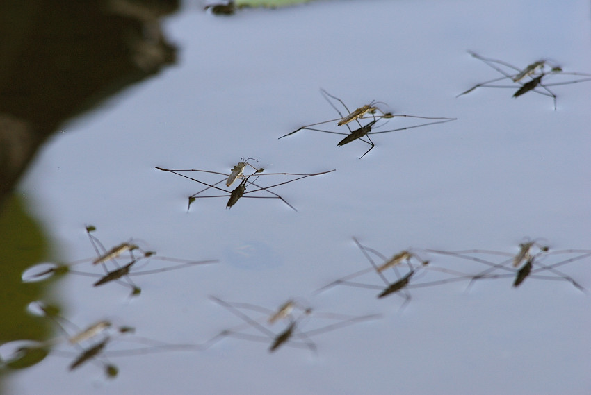 常见的大虫子科普,盘点那些你没见过的虫子