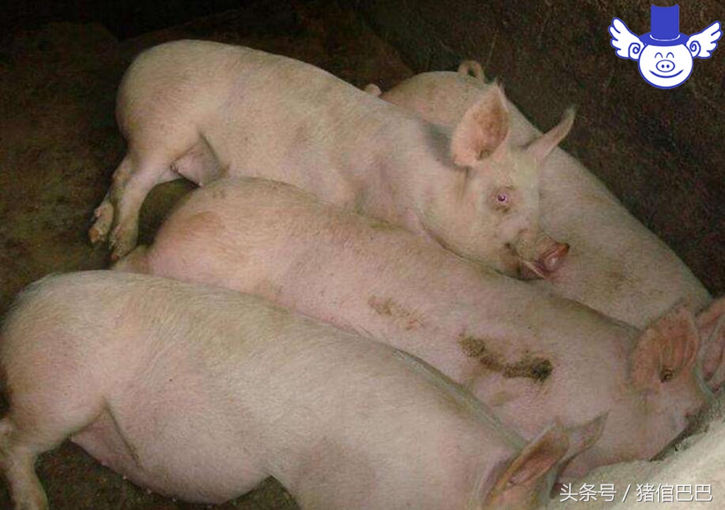 没断奶的仔猪浑身颤抖站不起来,仔猪站立不起来后腿抖动为什么病