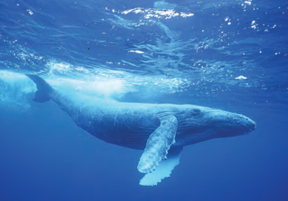 鲸类进化史上最让人惊叹的事,鲸类和灵长类