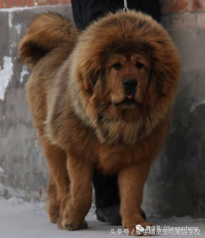 藏獒犬的科普,犬类科普大全