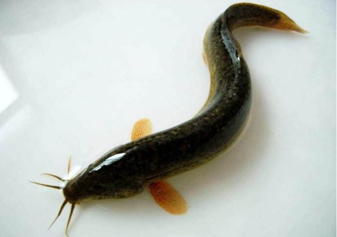 青鱼草鱼的区分,鲢鱼与青鱼和草鱼的区别