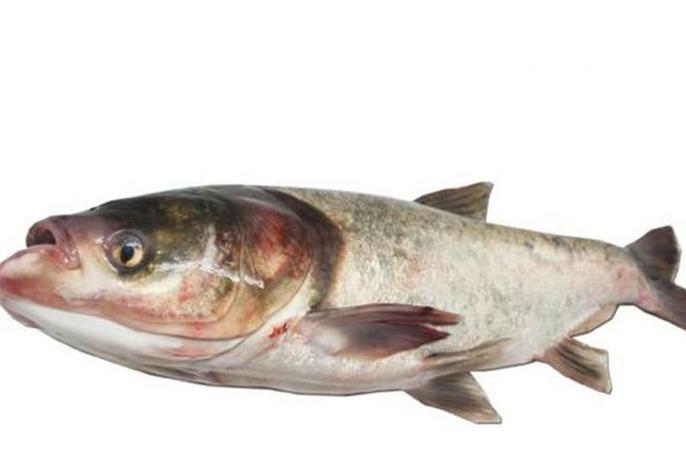 鲢鱼与青鱼和草鱼的区别,青鱼草鱼鲤鱼怎么区分