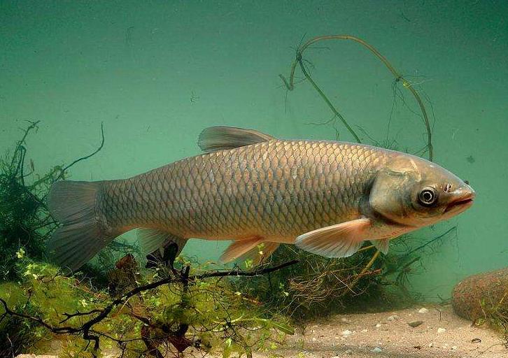 河鱼鲢鱼大头鱼有什么区别,青鱼草鱼鲢鱼鳙鱼被称为四大家鱼