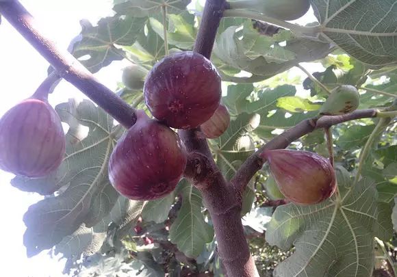 镇江有轨电车,镇江有名的塔叫什么塔