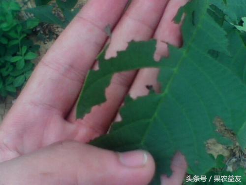 核桃虫害防治小妙招,核桃常见虫害有哪些
