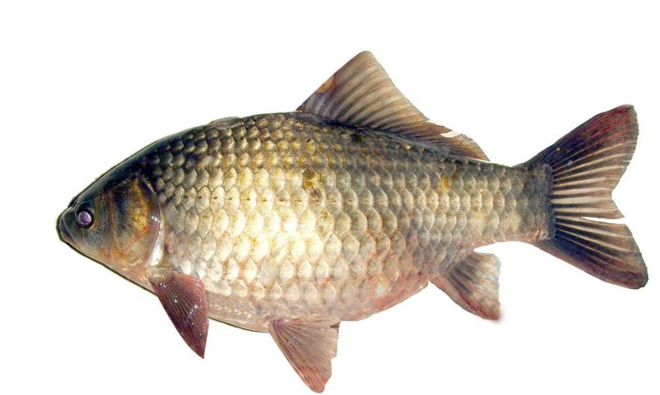 青鱼和花鲢鱼的区别图片,青鱼草鱼鲤鱼怎么区分