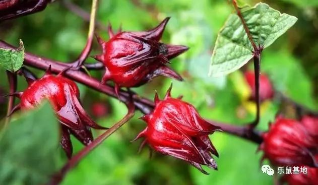 送花别弄混了月季和玫瑰 (玫瑰跟月季我和她你分得清吗)