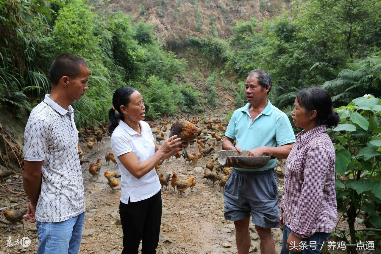 做兽医要什么条件,做兽医要学什么