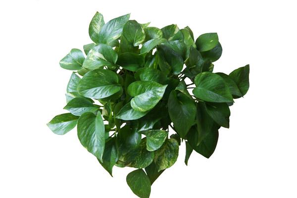 绿萝怎么养好爬满100个墙壁,绿萝怎样养成绿萝墙