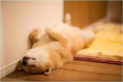 留学养宠物,出国留学宠物