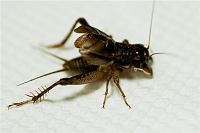 蟋蟀是怎样繁殖的,圆头蟋蟀和平头蟋蟀能繁殖吗