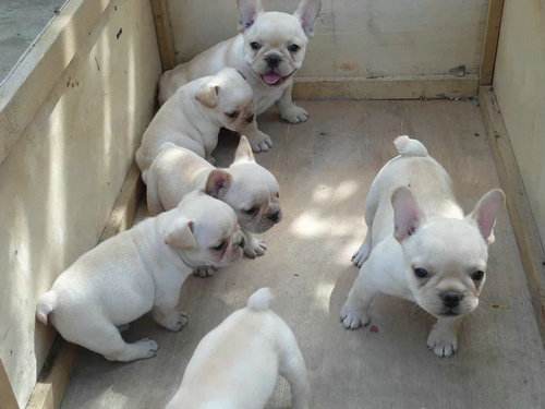 纯种狗狗需要什么证书,双血统狗狗都有什么证书