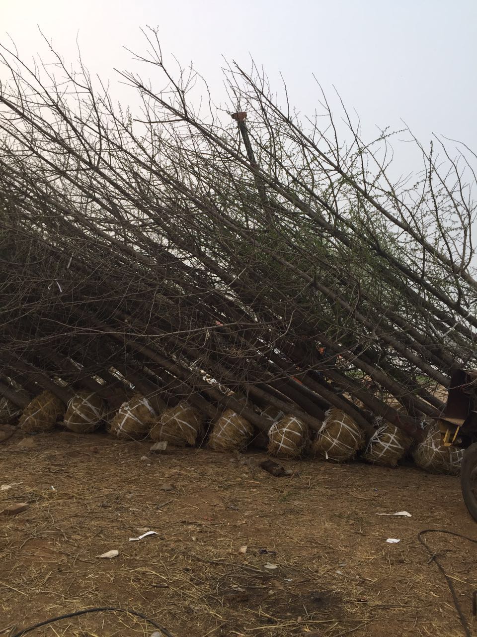银杏树报价行情联系方式,银杏树门票预订官网