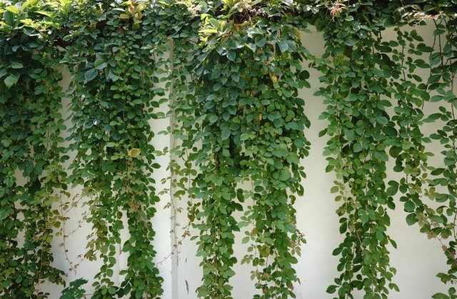 绿萝怎么养好爬满100个墙壁,绿萝怎样养成绿萝墙