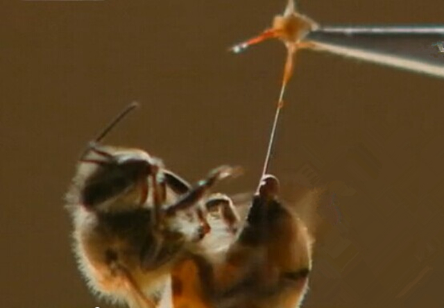 蜜蜂养殖技术试题及答案,养殖蜜蜂的语言