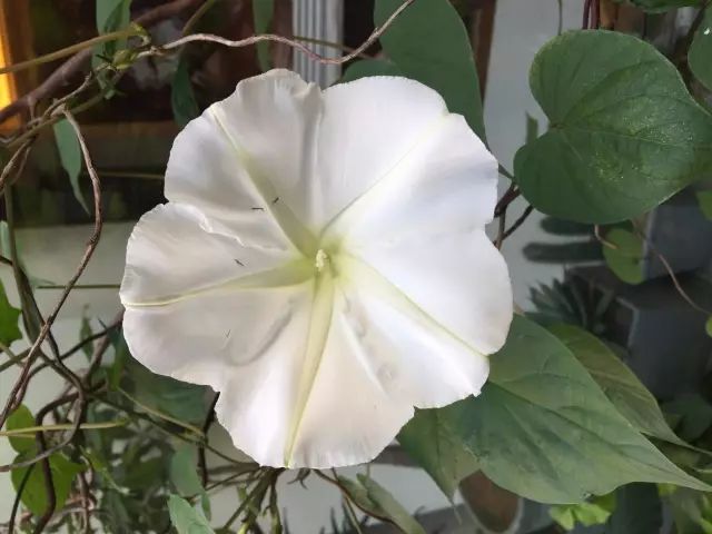 拥有后宫”佳丽三千“的设计师大叔告诉你：什么是美｜手作之美