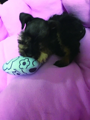 微信购物受骗怎么追回钱,在微信上购物受骗怎么办