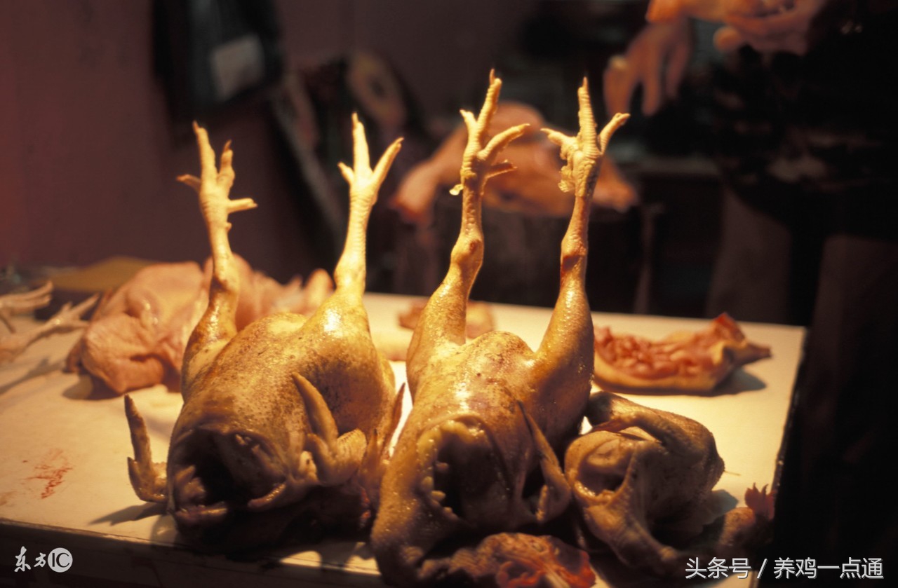 做兽医要什么条件,做禽病工作怎么样