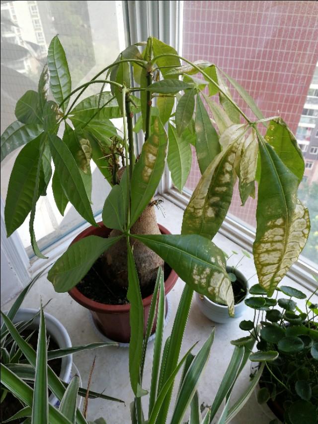 发财树叶子晒伤怎么补救,发财树叶子晒伤了不需要管吗