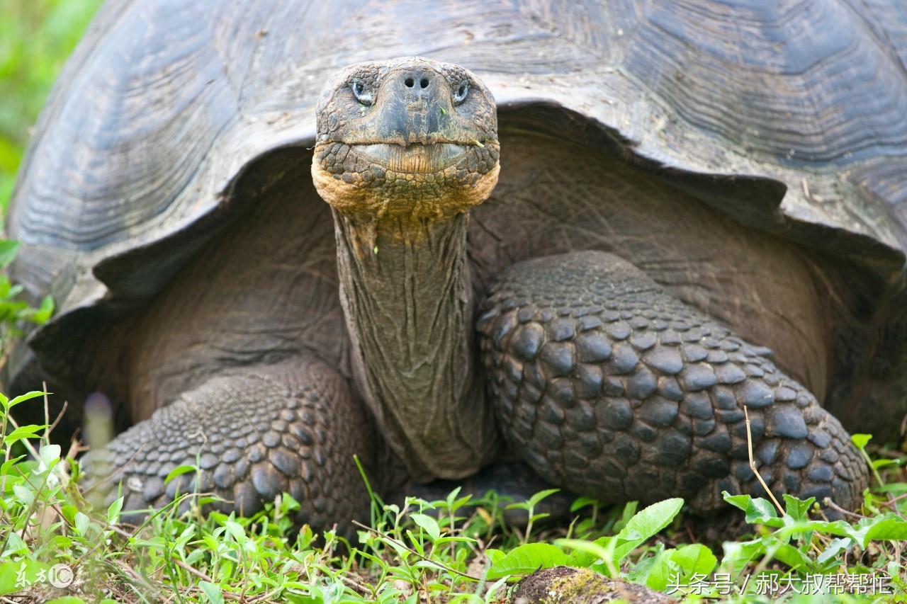 乌龟肠炎吃阿莫西林还是土霉素,乌龟肠炎用甲硝唑还是阿莫西林