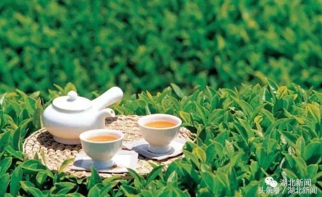 恩施毛尖茶叶有哪些,你喝过云南白茶吗