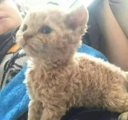 什么猫可以和泰迪混养的,什么猫适合和泰迪一起养