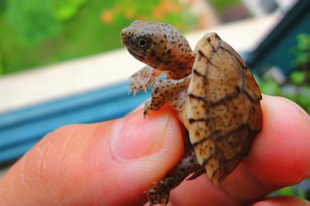 什么龟比较凶猛并且背甲好看,什么龟凶猛好看