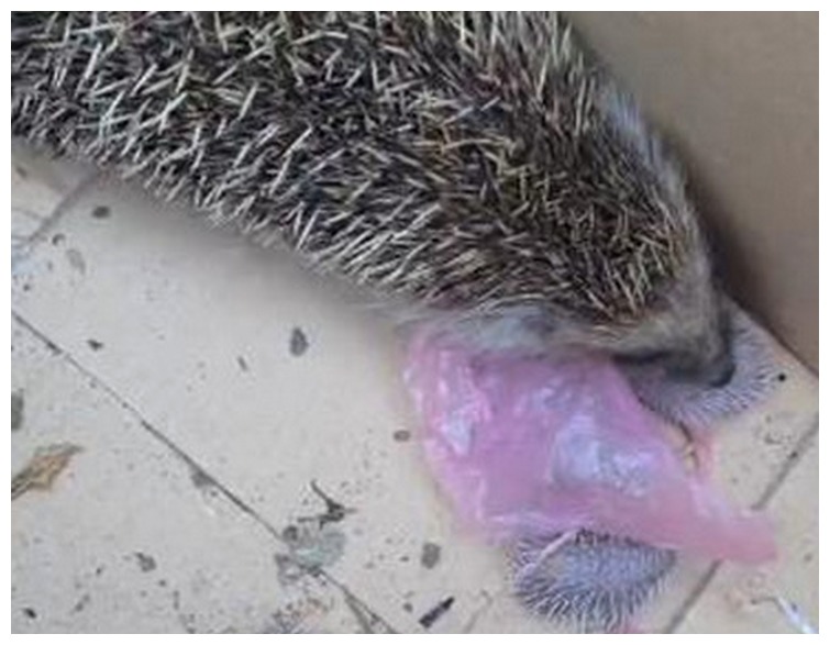 母刺猬生小刺猬,刺猬在家里生了一窝小刺猬全死了