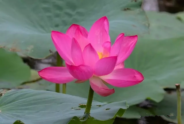 美丽的郑州北龙湖湿地公园,郑州北龙湖湿地公园初冬游记