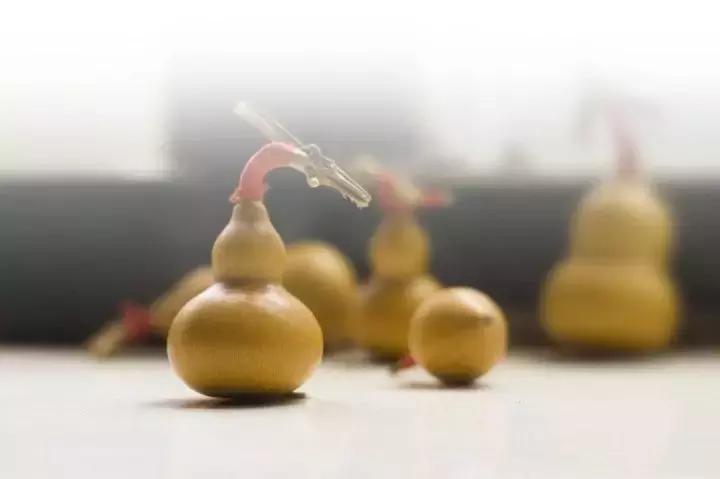 手捻葫芦室内阳台可以种吗,手捻葫芦几月份种好