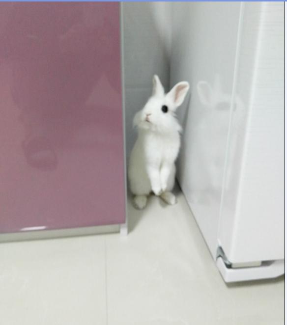 兔兔要相亲早晨却“中风”了于是自己动手掰掰