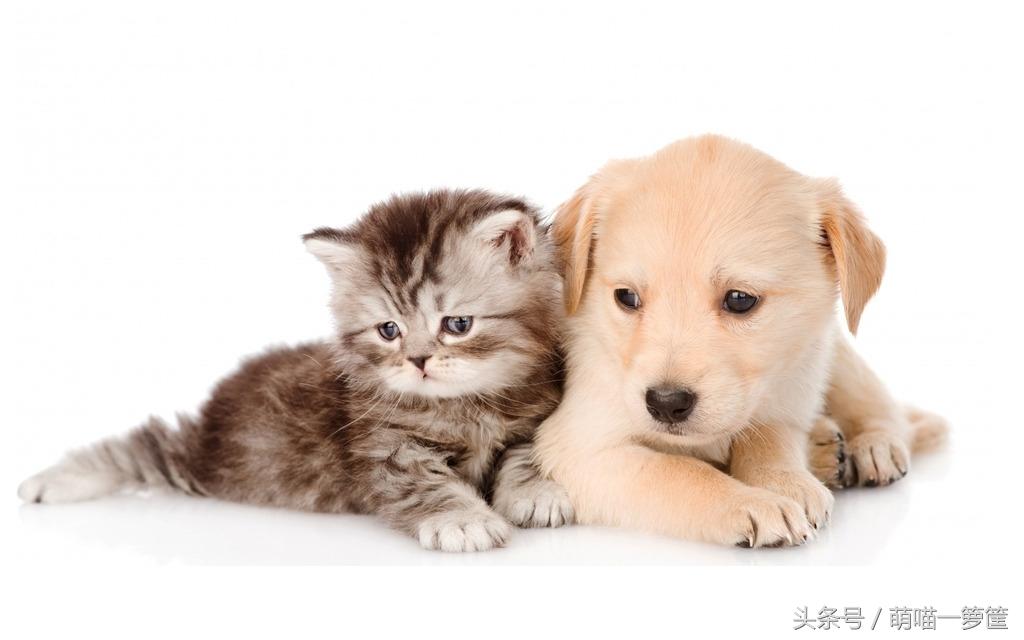 猫咪智商高是什么表现,猫咪智商高的十大表现