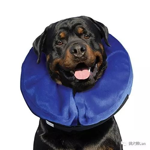 怎样护理猫咪绝育手术,狗狗绝育后怎么护理